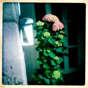 Hortensie