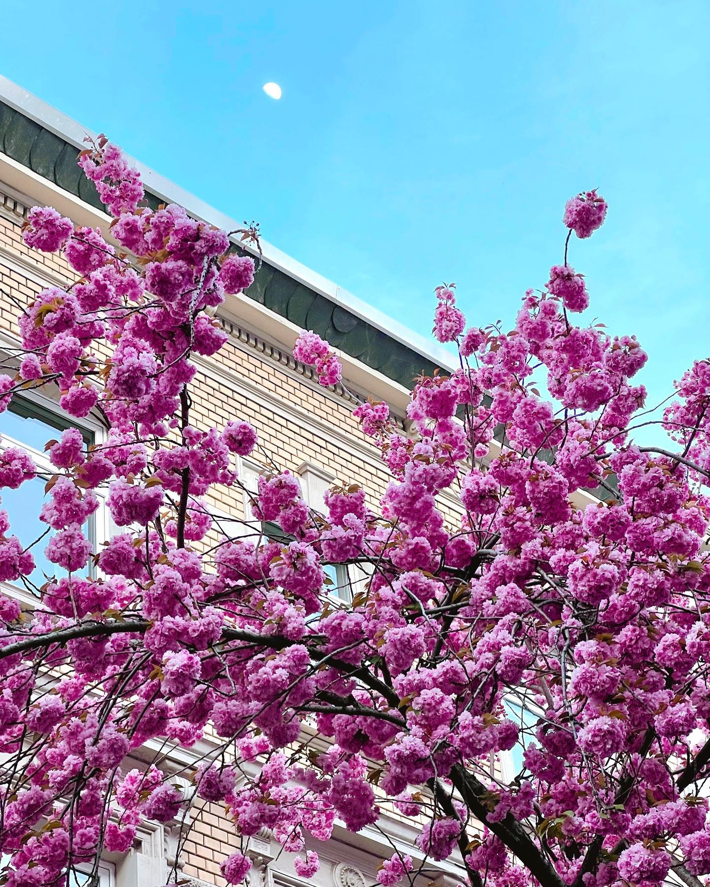 Cherry blossoms Bonn. Amazing. Each year. 
#cherryblossom #kirschblütebonn #cherryblossomtree #kibo #bonn #beethoven #japancherryblossom #altstadtbonn #kirschblüte #nikonz6ii #pinkblossoms #pinkblossomsgermany #wdr #rhein #insta