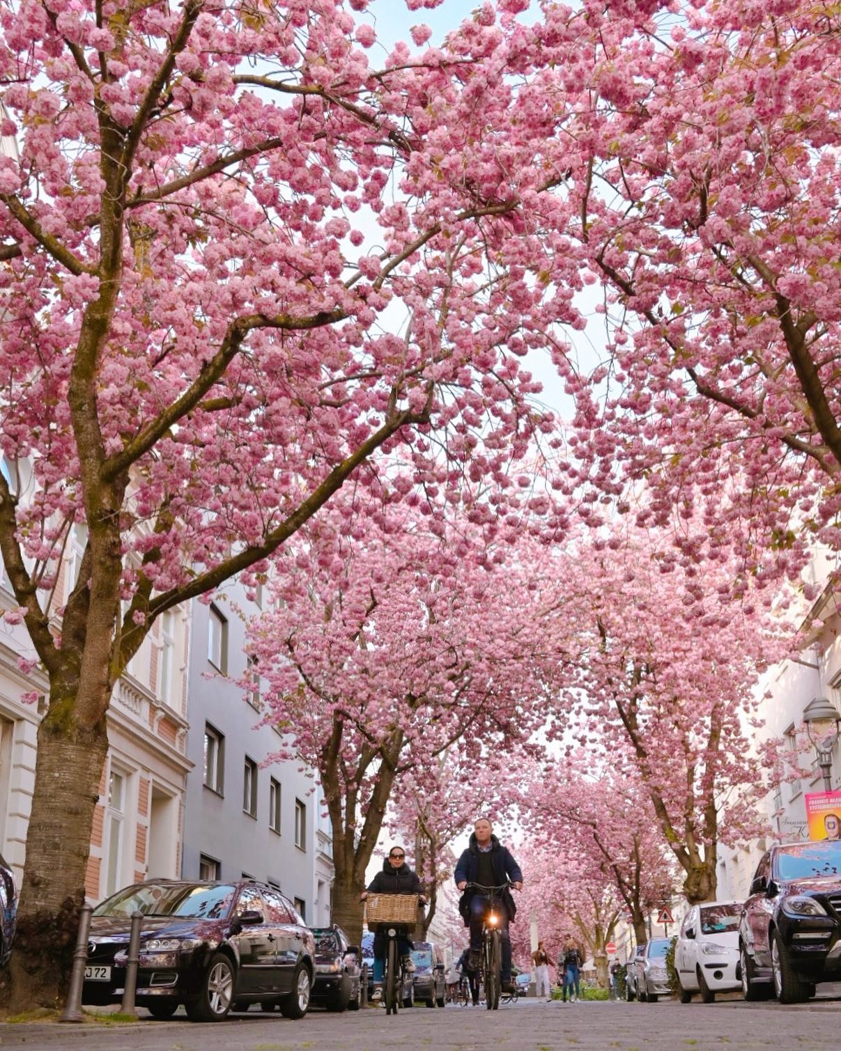 Cherry blossoms Bonn  #kirschblütebonn #cherryblossoms #bonn #igdaily #kibo22 #beethoven #pinkblossoms #altstadt #iglove #wdr #bestofbonn #kirschblütebonn #bonnstagram #kirschblütenliveticker #bonnkirschblüten #cherryblossomsbonn